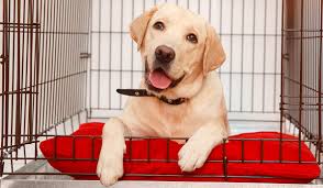 labrador in crate