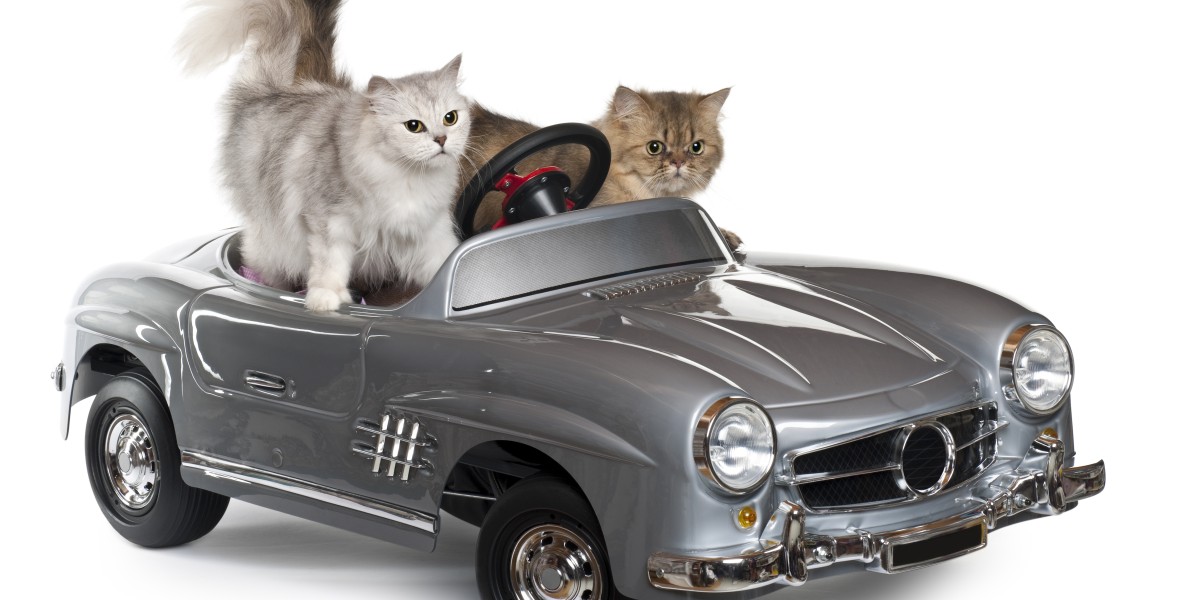 Pet Travel Tips for Cat Owners