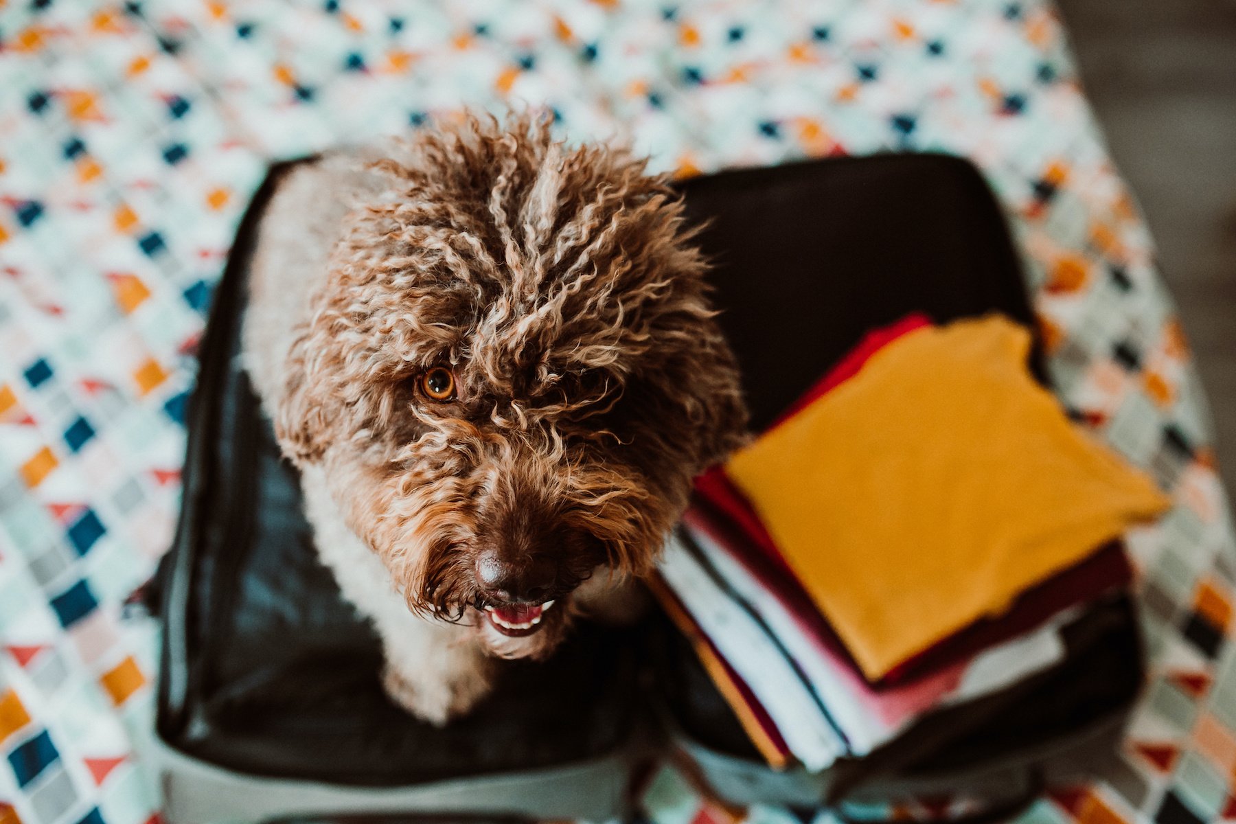 Best Ways to Travel with a Dog